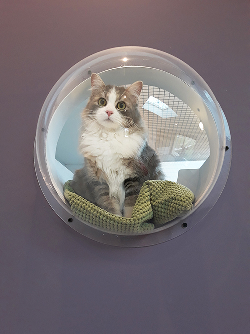 pension la patoune du chat