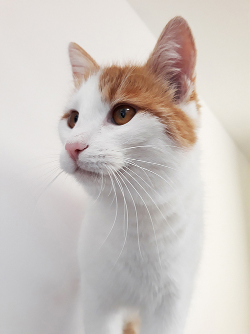 pension la patoune du chat