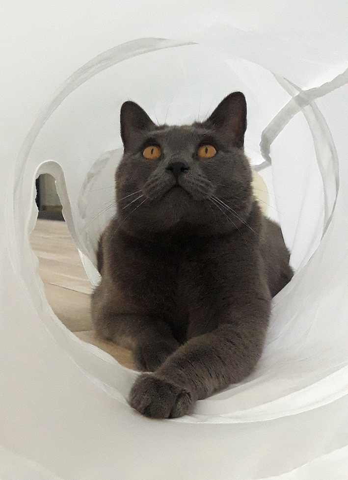 pension la patoune du chat