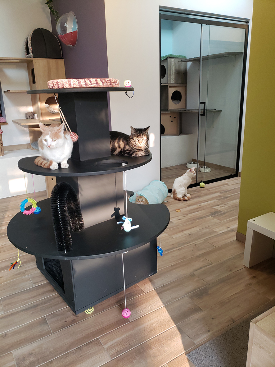 Photos de Pension pour chat 