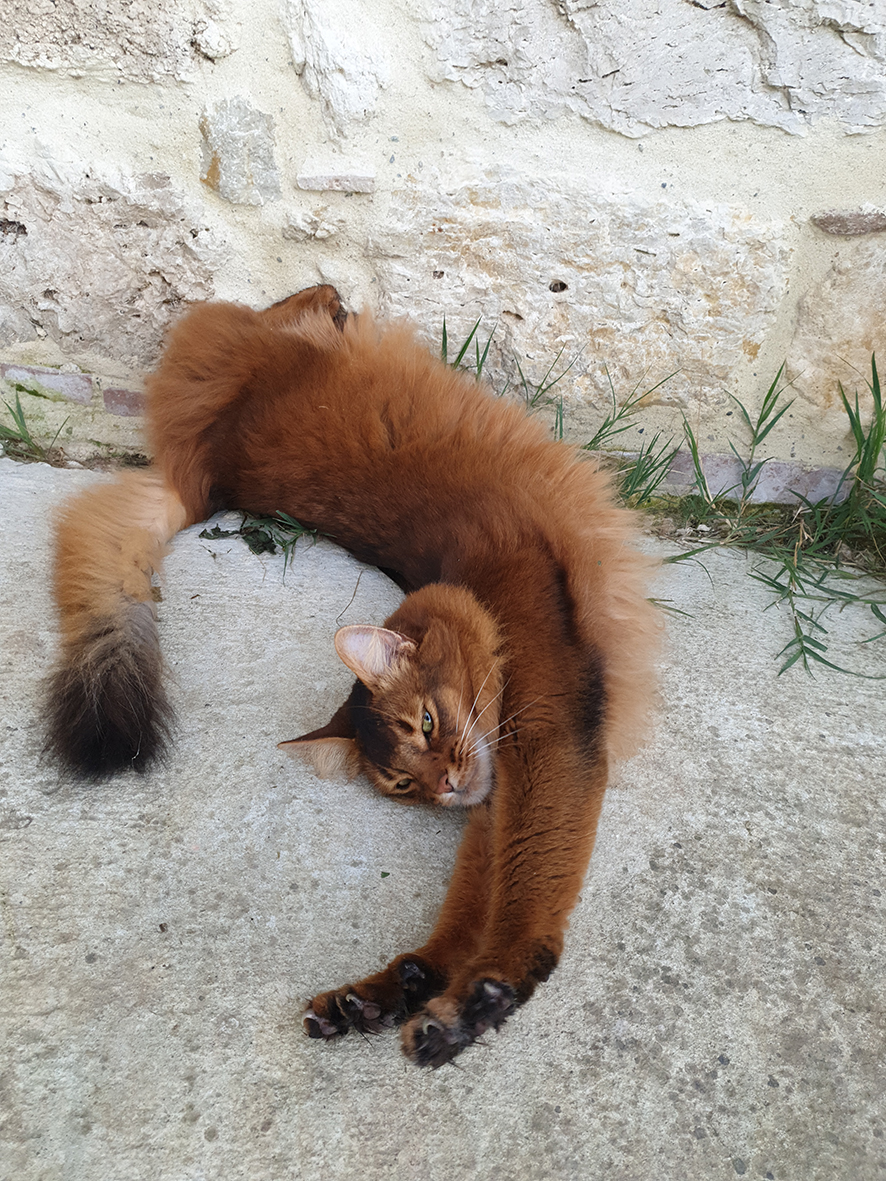 pension chat tarn et garonne