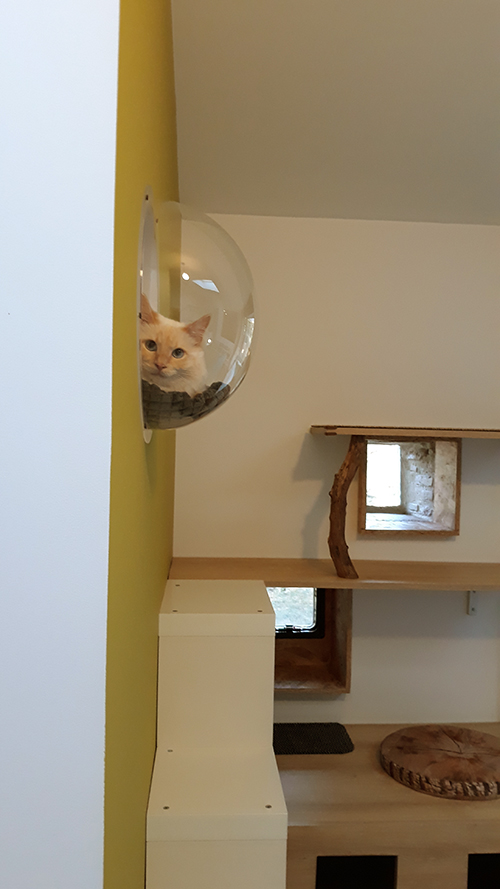 pension la patoune du chat