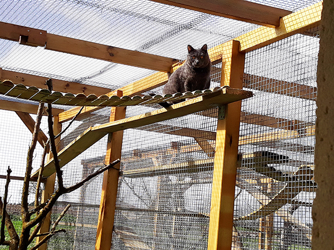 pension chat lot et garonne