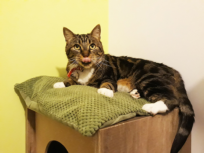 pension chat lot et garonne