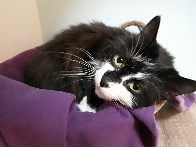 pension chat lot et garonne