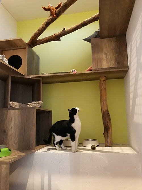 pension chat tarn et garonne