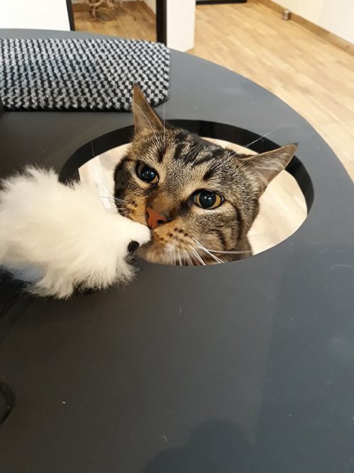 pension la patoune du chat