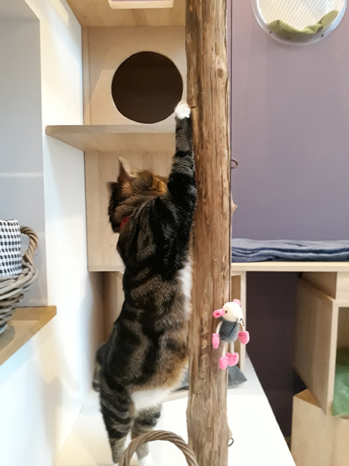 pension chat lot et garonne