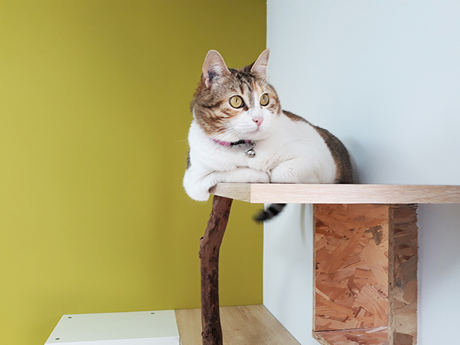 pension chat tarn et garonne