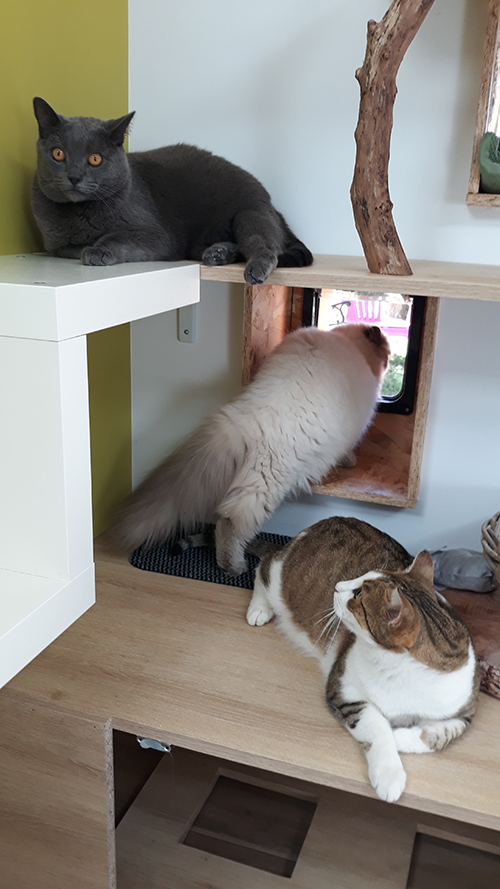 pension chat tarn et garonne