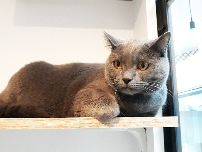 pension chat lot et garonne