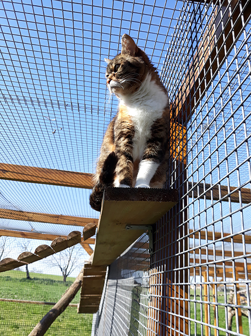 pension la patoune du chat