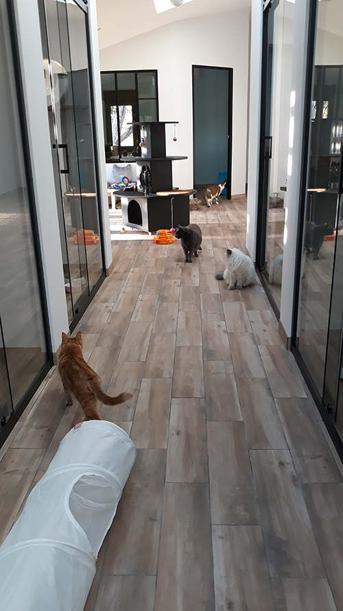 pension chat tarn et garonne