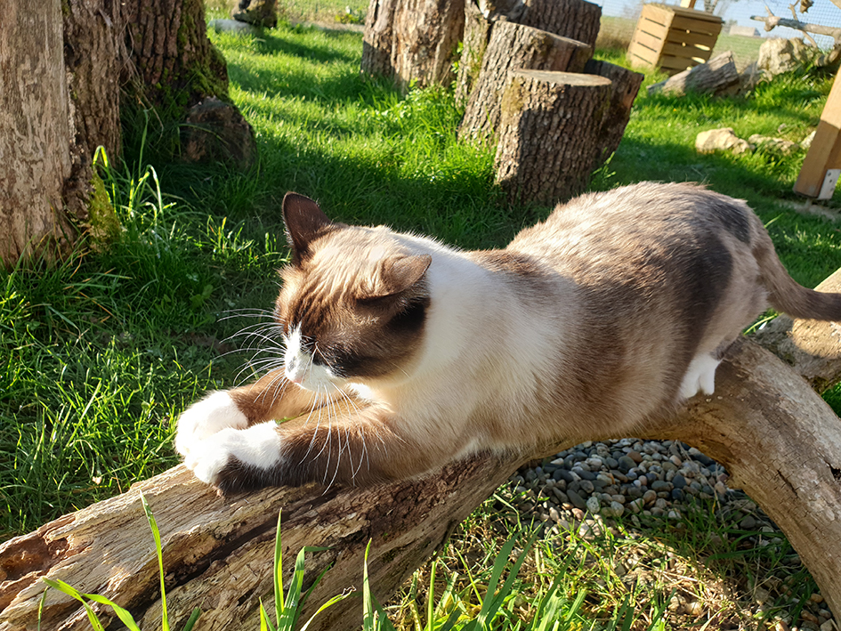 pension chat lot et garonne