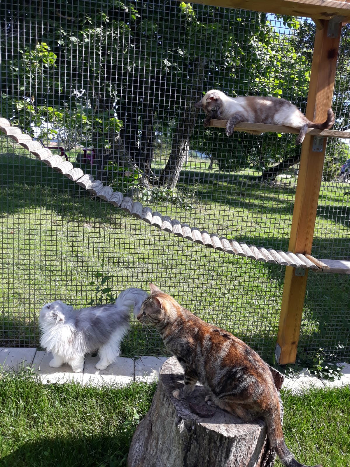 pension chat tarn et garonne