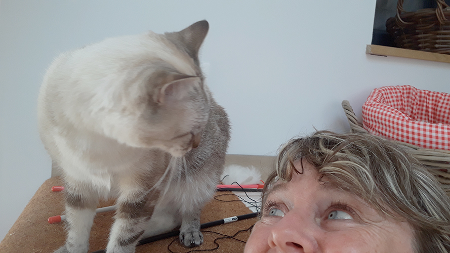 pension chat tarn et garonne