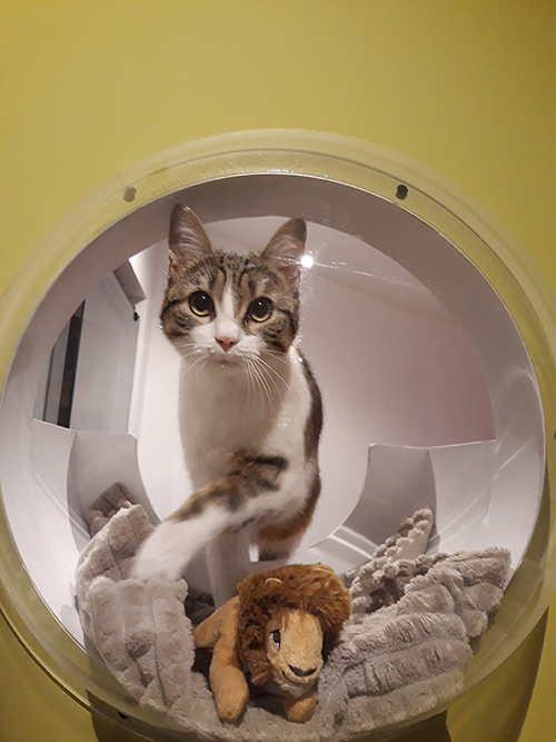 pension la patoune du chat