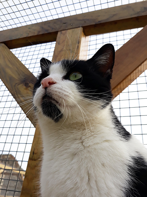 pension la patoune du chat