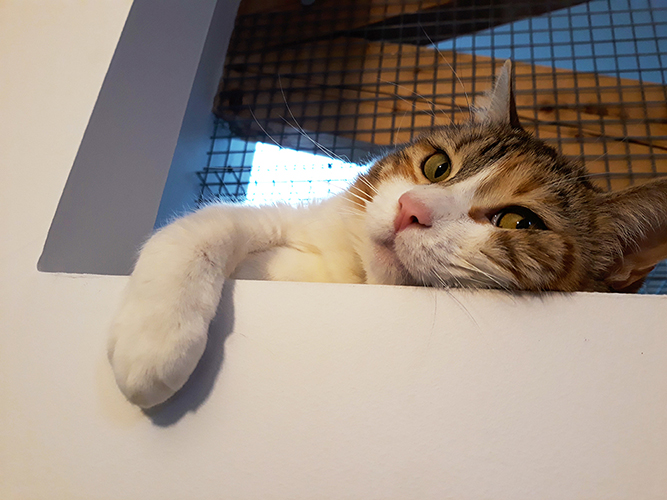 pension la patoune du chat