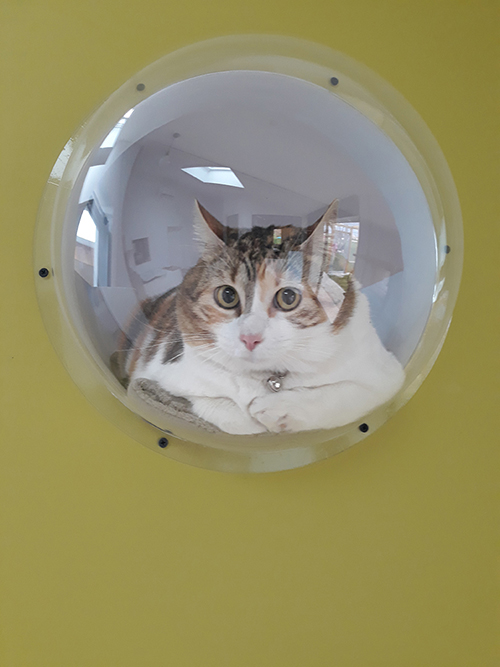 pension la patoune du chat