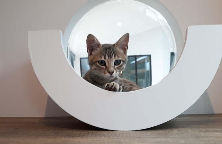 pension chat lot et garonne