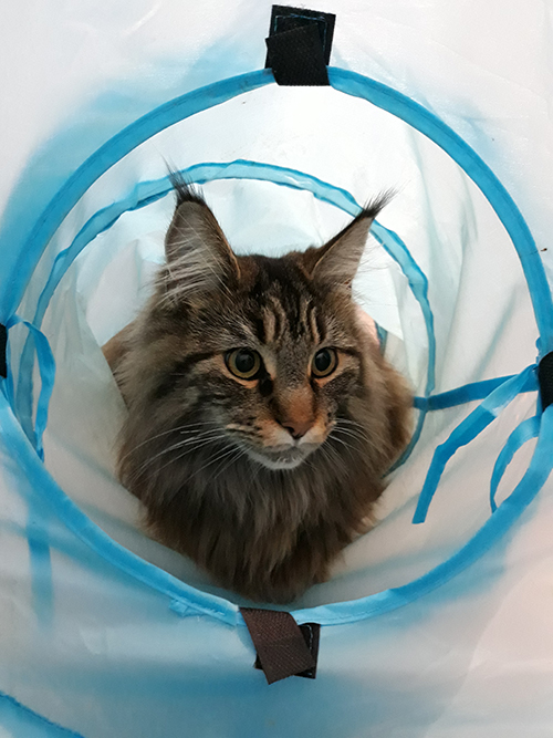 pension chat lot et garonne