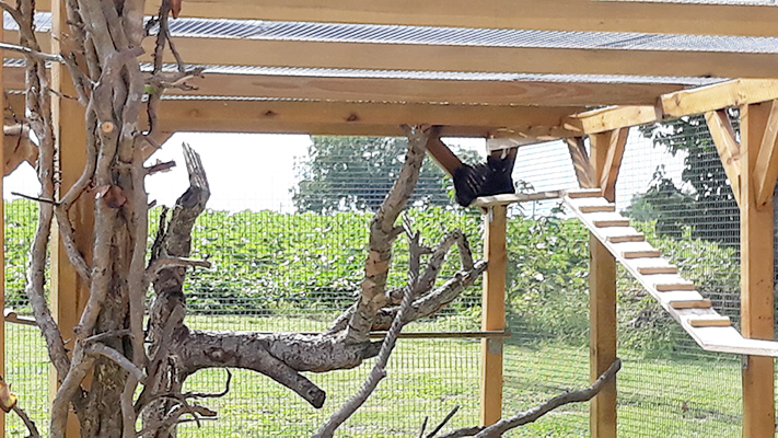 pension la patoune du chat