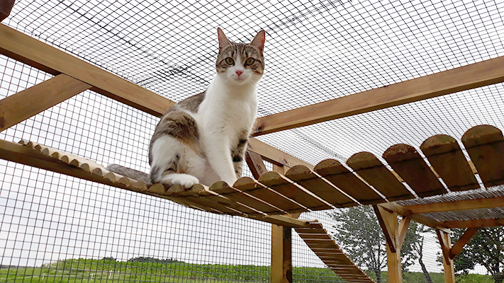 pension la patoune du chat