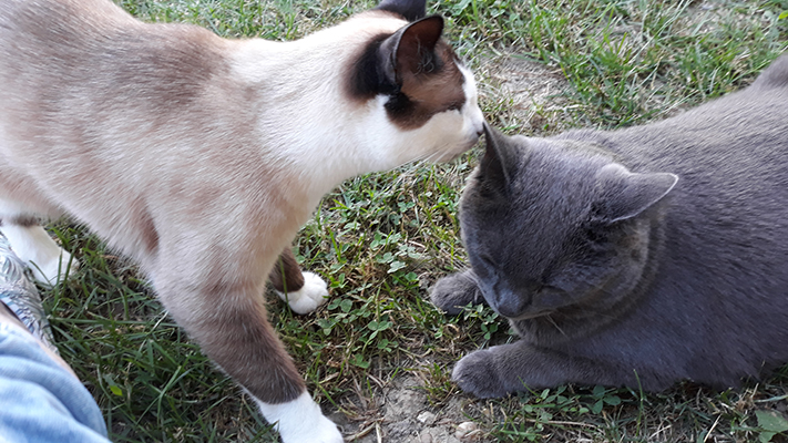 pension la patoune du chat