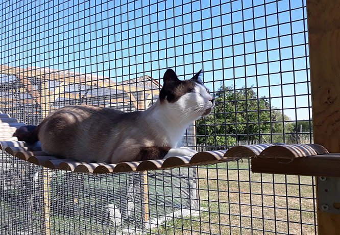 pension la patoune du chat