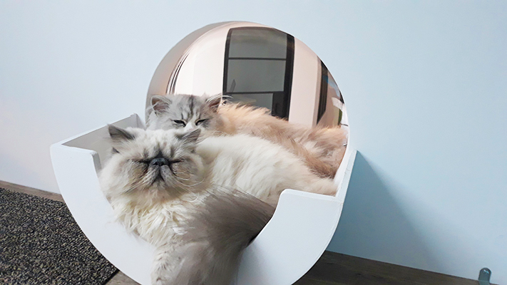 pension la patoune du chat