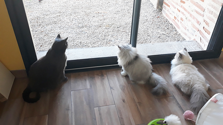 pension la patoune du chat