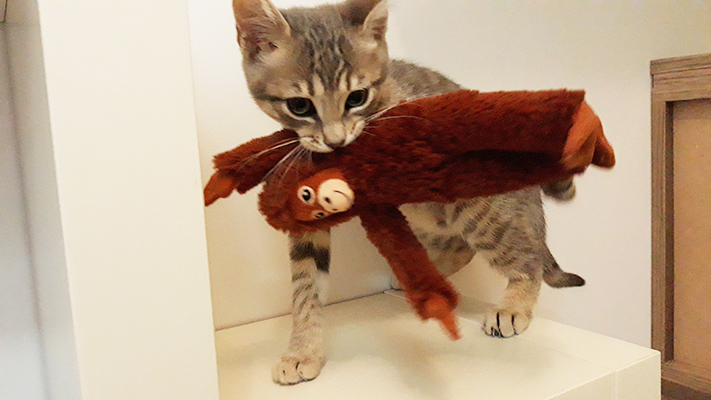 pension la patoune du chat