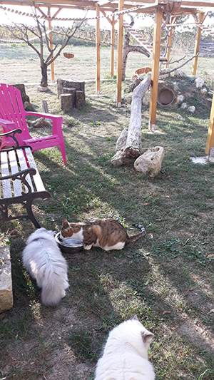 pension la patoune du chat