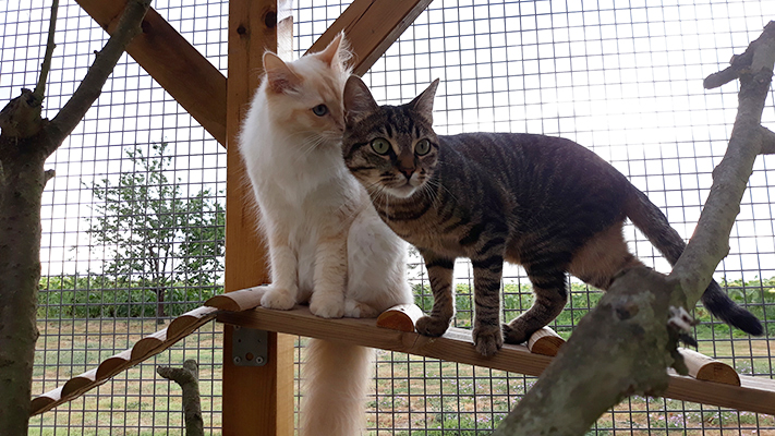 pension la patoune du chat