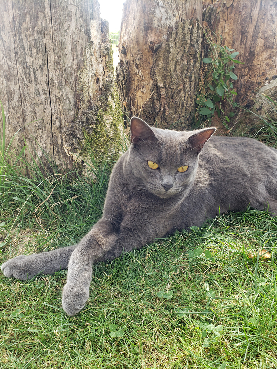 pension la patoune du chat