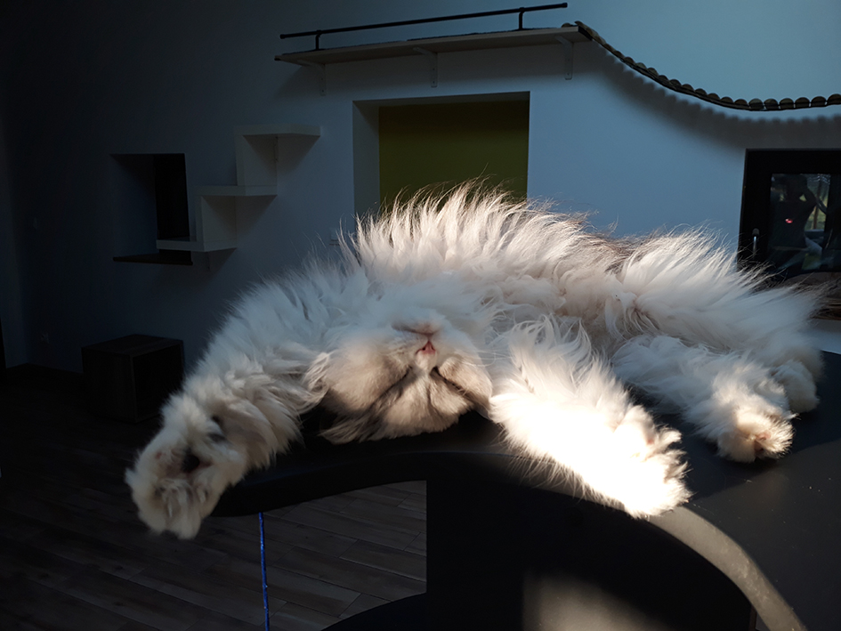 pension la patoune du chat