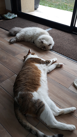 pension la patoune du chat