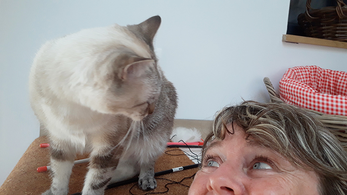 pension la patoune du chat