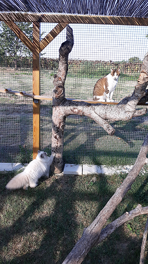 pension la patoune du chat