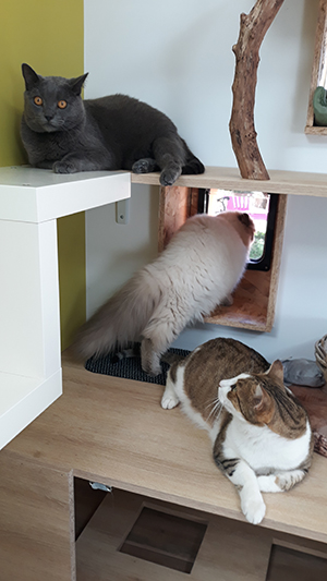 pension la patoune du chat