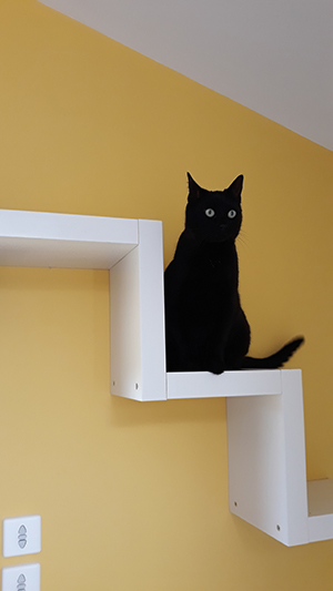 pension la patoune du chat