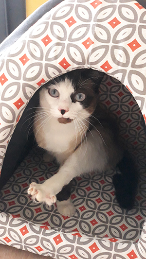 pension la patoune du chat