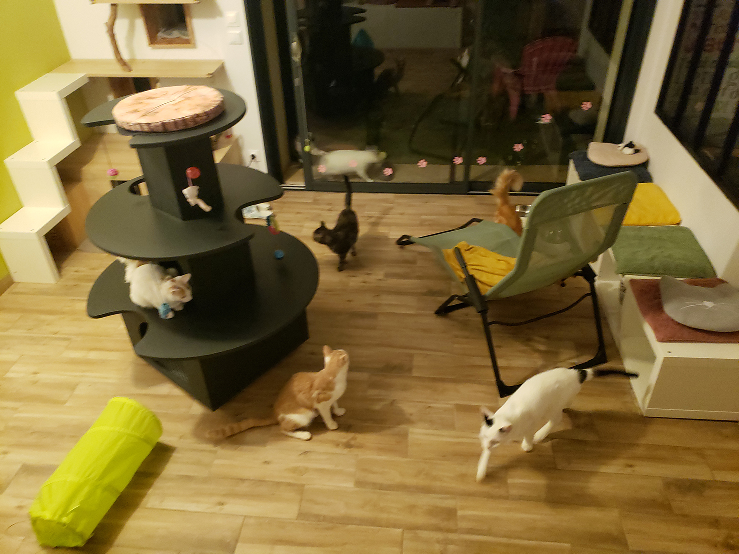 pension la patoune du chat