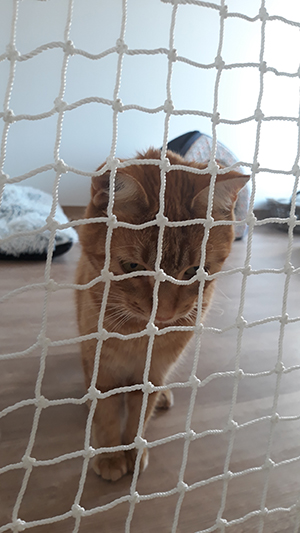 pension la patoune du chat