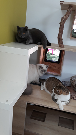 pension la patoune du chat