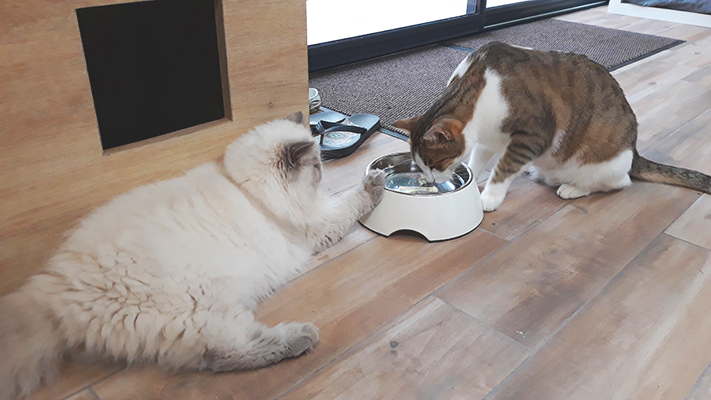 pension la patoune du chat