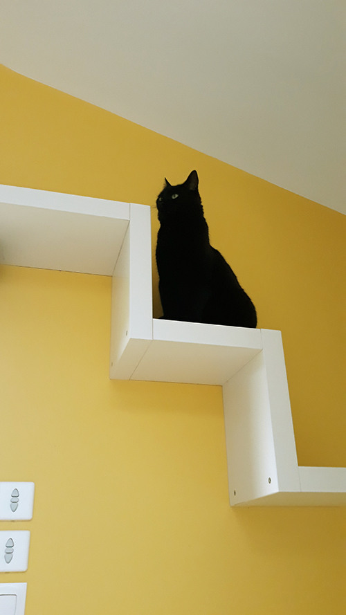 pension la patoune du chat