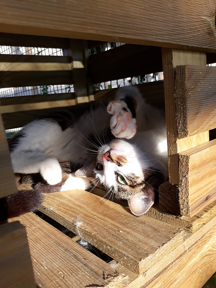 pension la patoune du chat