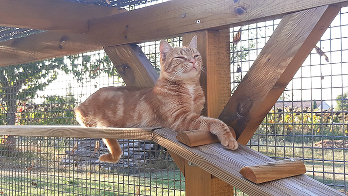 pension la patoune du chat